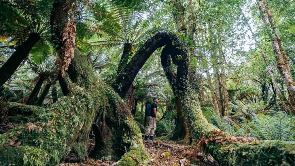 Blue Tier Giant Walk - Best Things to do in Derby