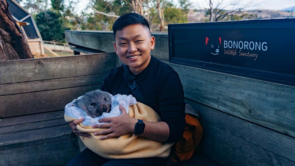 Bonorong Wildlife Sanctuary Baby Wombat - Best Things to do in Hobart