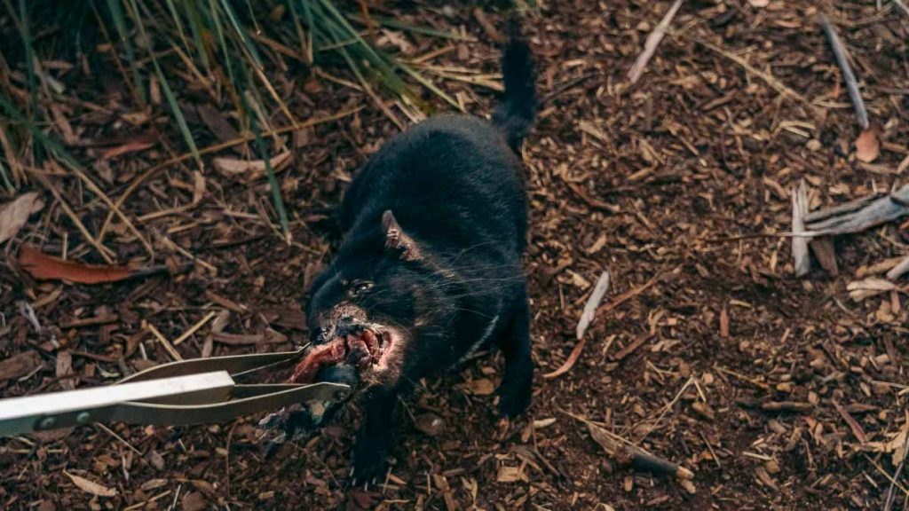 Bonorong Wildlife Sanctuary Tasmania Devil Feeding - Tasmania Itinerary