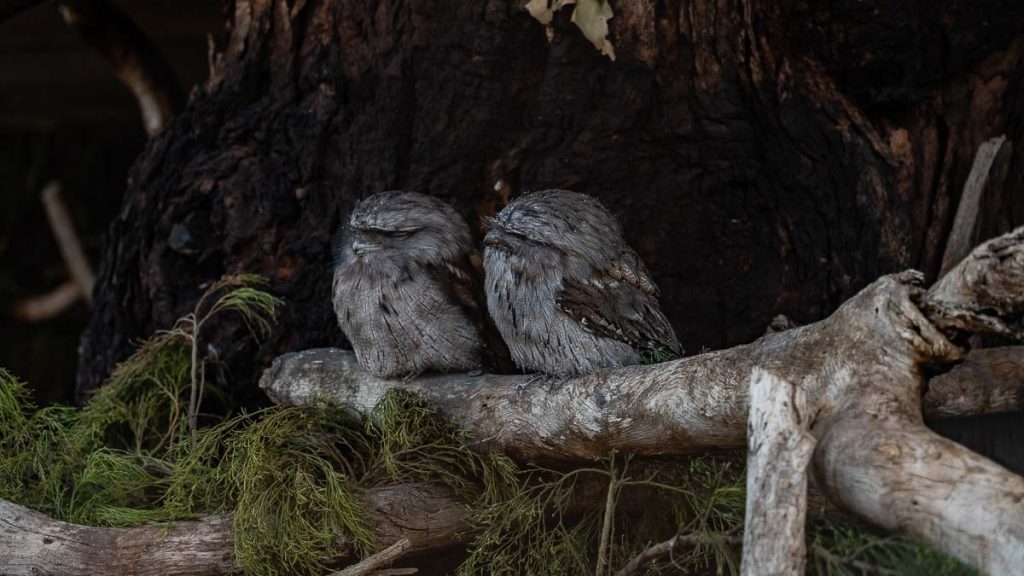 Bonorong Wildlife Sanctuary Tawny Frogmouth - Best Things to do in Hobart