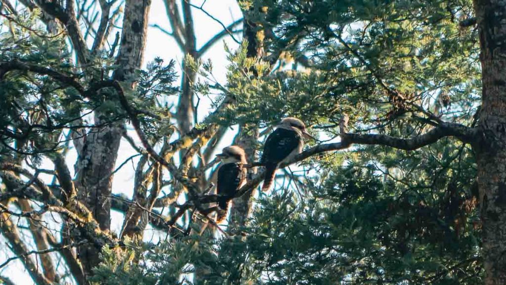 Derby Kookaburras - Tasmania Itinerary