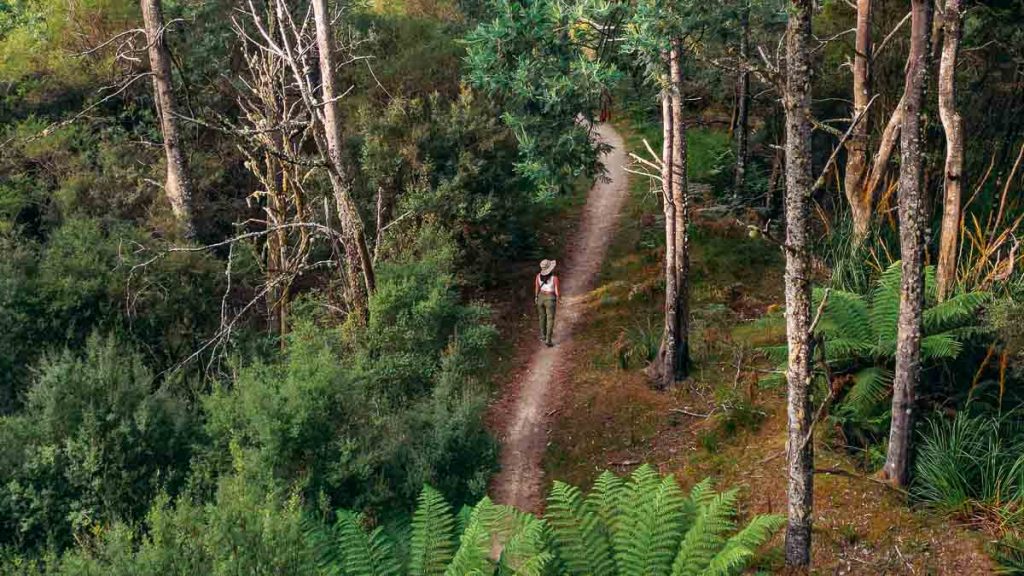 Derby Valley Ponds Forest Trail - Tasmania Itinerary