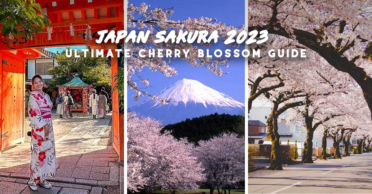 Ultimate 2023 Cherry Blossom Japan Guide — Everything you need to know