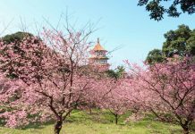 Cherry Blossoms at Wuji Tianyuan Temple - Taiwan Cherry Blossom