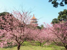 Cherry Blossoms at Wuji Tianyuan Temple - Taiwan Cherry Blossom