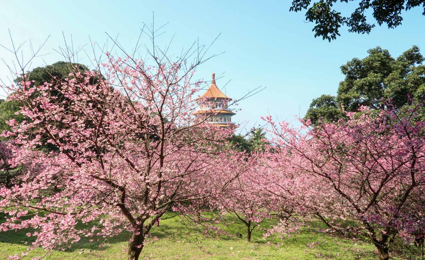 Cherry Blossoms at Wuji Tianyuan Temple - Taiwan Cherry Blossom