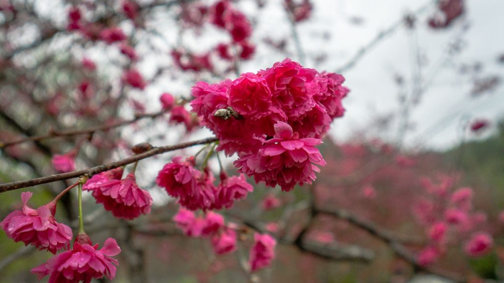 Close up of Formosan Cherry Blossoms at Sangxi, Yilan
