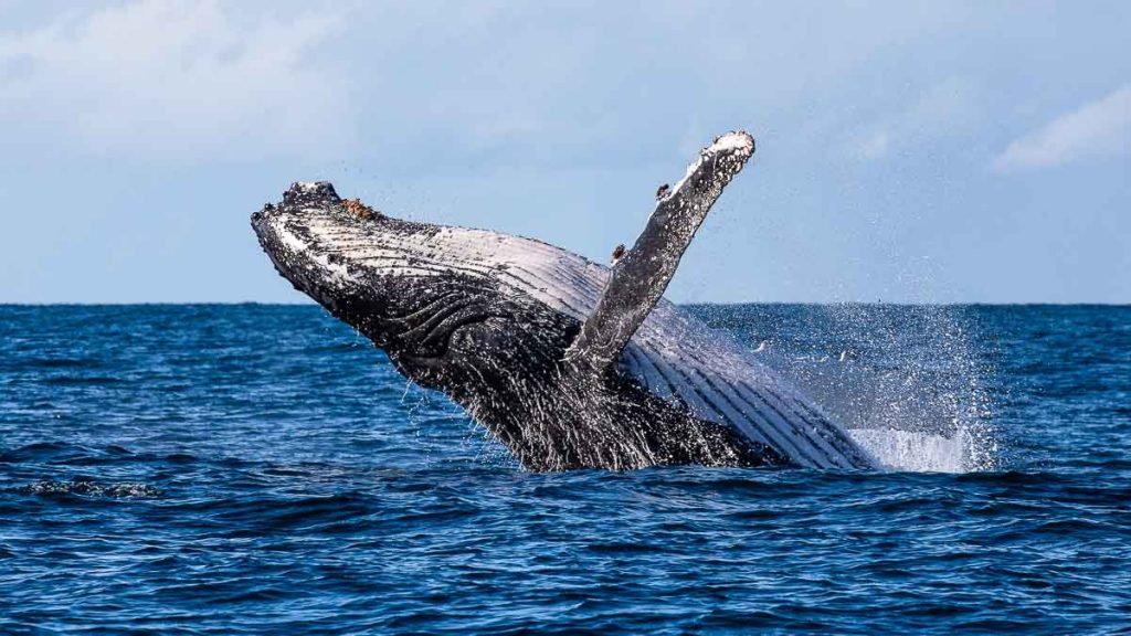 Jervis Bay Whale Watching - Things to do in Sydney
