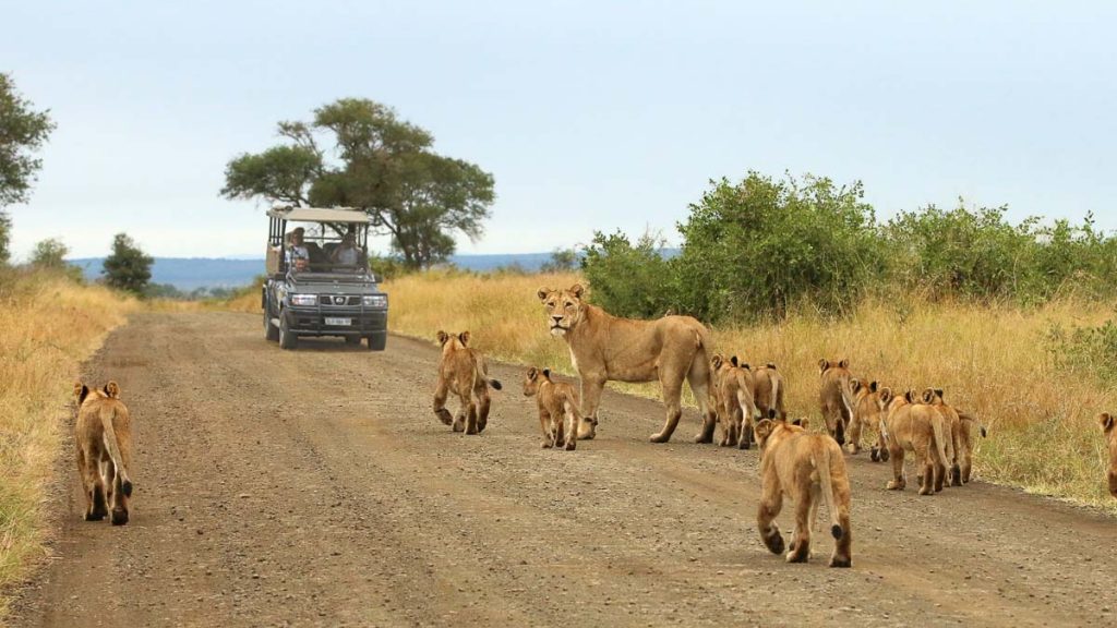 Lion and her cubs on a road - Kruger Safari The Travel Intern