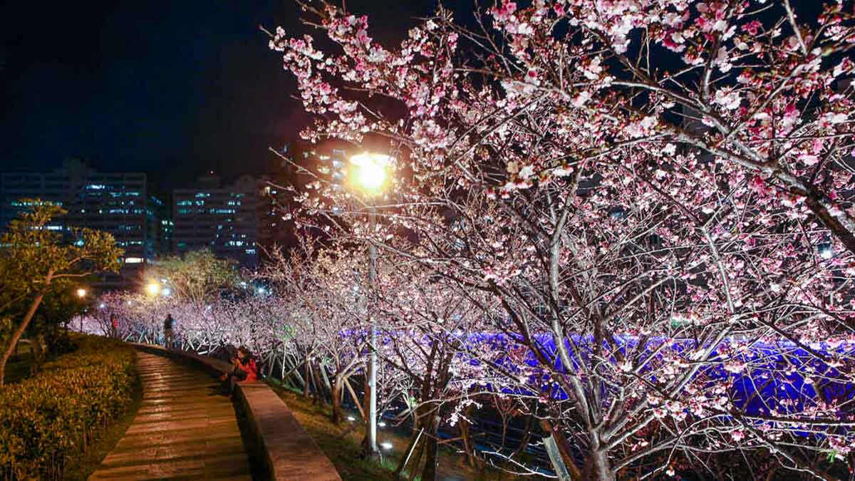 Cherry Blossom at night in Neihu LOHAS Park, New Taipei - Taiwan Cherry Blossom