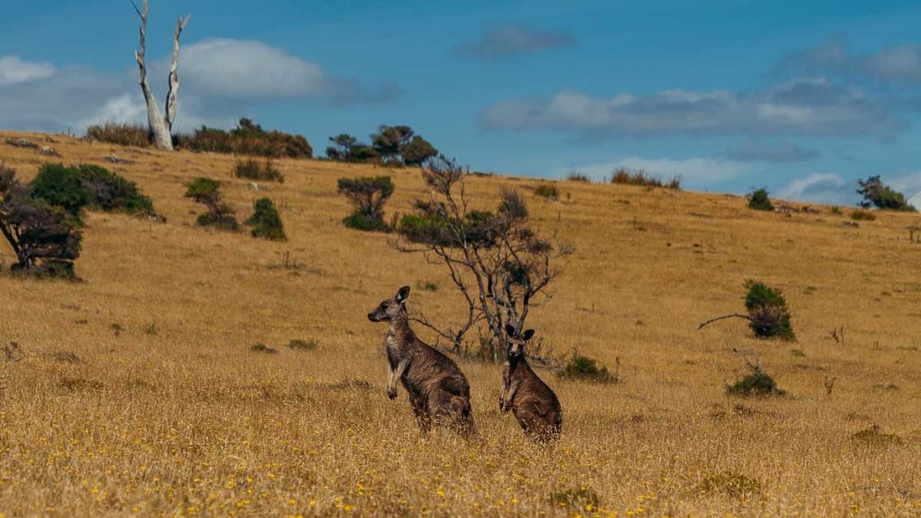 Maria Island Wild Kangaroos - Tasmania Itinerary