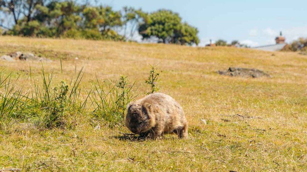 Maria Island Wild Wombat - Tasmania Itinerary