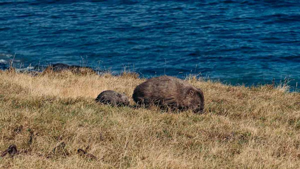 Maria Island Wombats - Tasmania Itinerary