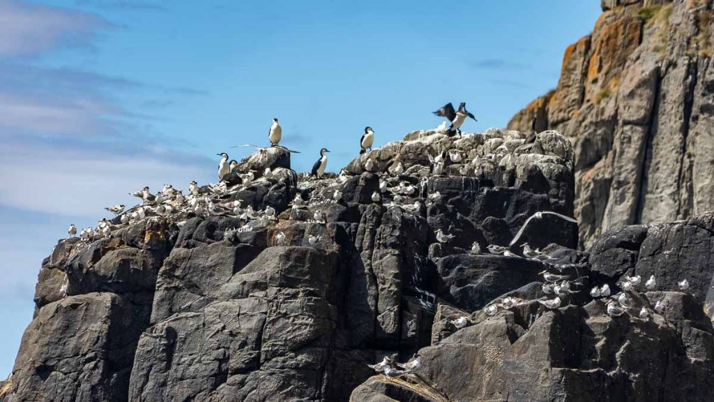 Pennicott Wilderness Journeys Tasman Island Cruise Sea Birds - Things to do in Tasmania
