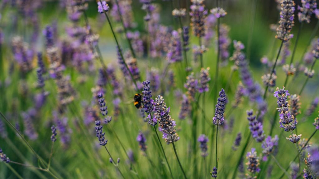 Port Arthur Lavender Farm Bee Sitting on Lavender Flower - Best Things to do in Port Arthur