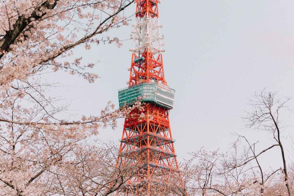 Sakura blossoms in Japan Tokyo Tower - Japan cherry blossom guide