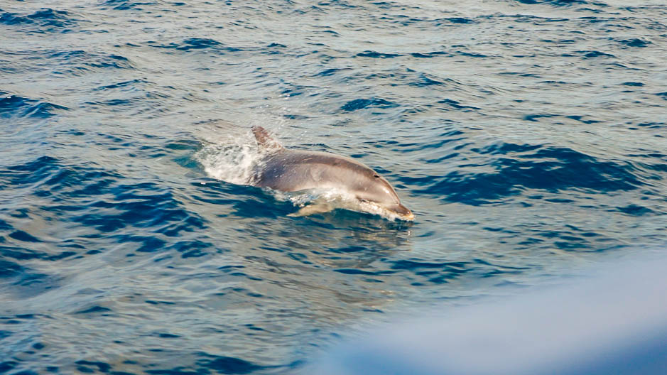 Tasman Island Cruises Wild Dolphins - Tasmania Itinerary