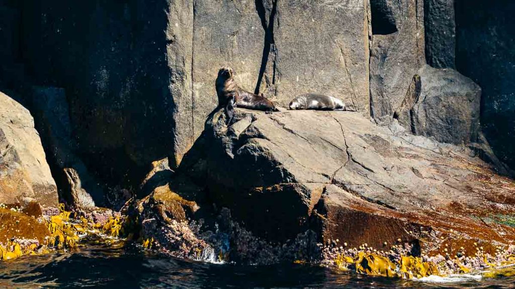Tasman National Park Seals - Tasmania Itinerary