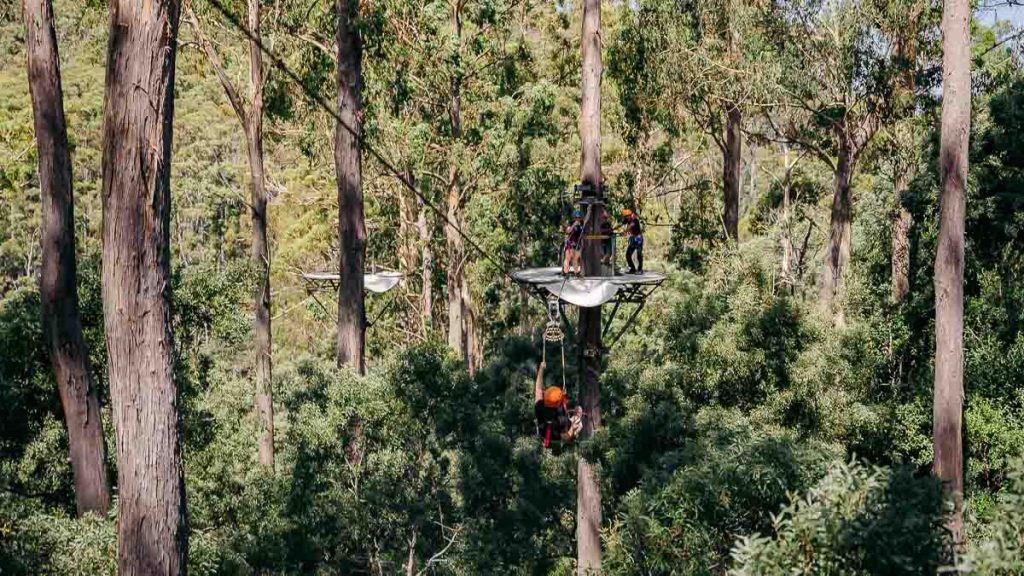Treetops Adventure Hollybank Zipline Course - Tasmania Itinerary