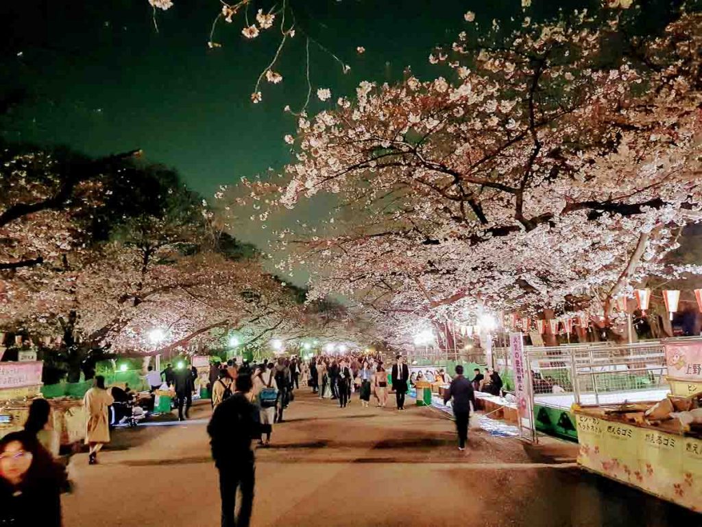 Ueno Park sakura festival night - Japan Cherry Blossom Guide