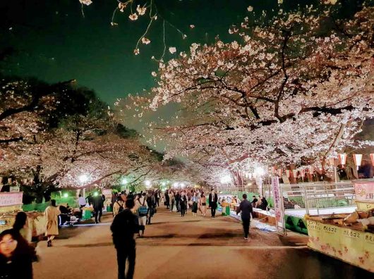 Ultimate 2023 Cherry Blossom Japan Guide — Everything you need to know ...