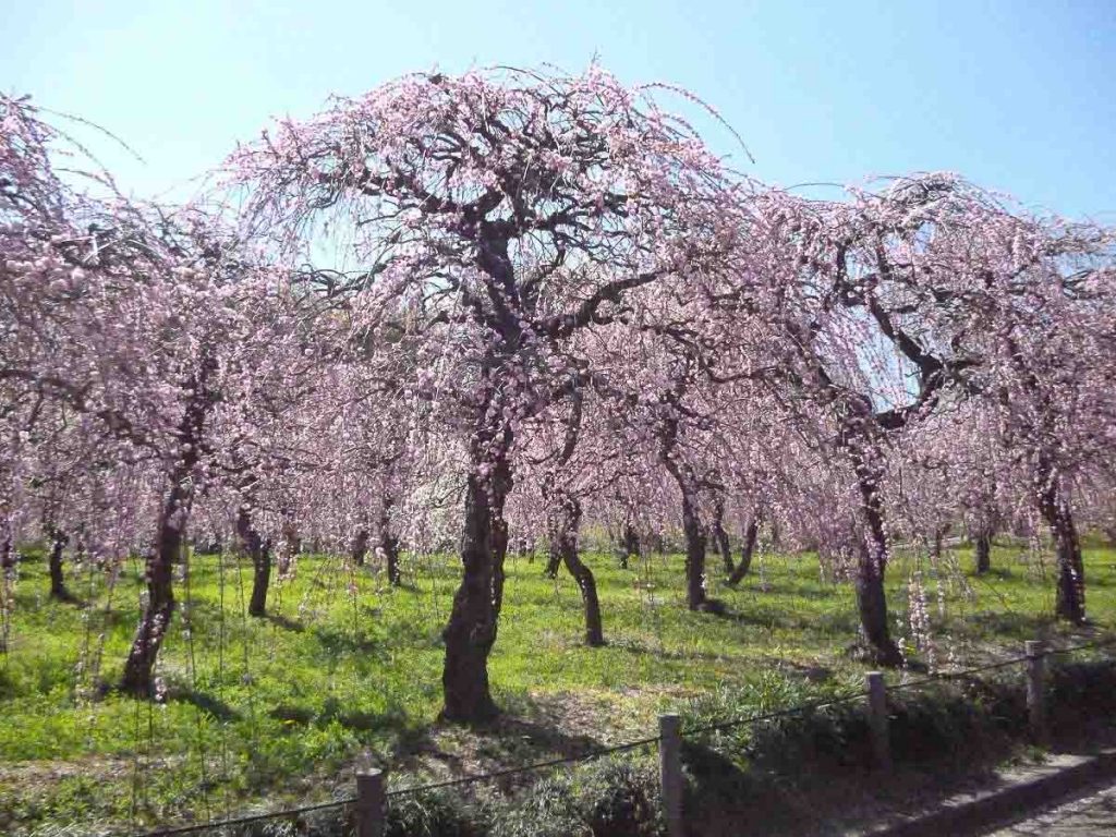 Weeping plum blossoms in Nagoya - Japan Cherry Blossom Guide