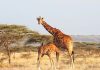 african safari kenya giraffe - Kruger National Park South Africa itinerary