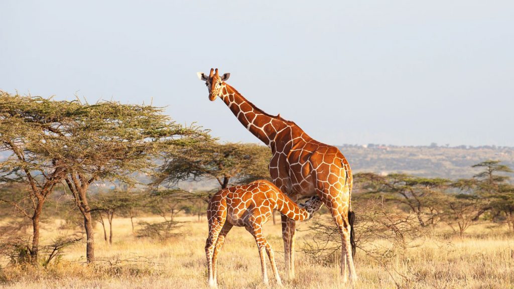 african safari kenya giraffe - Kruger National Park South Africa itinerary