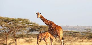 african safari kenya giraffe - Kruger National Park South Africa itinerary
