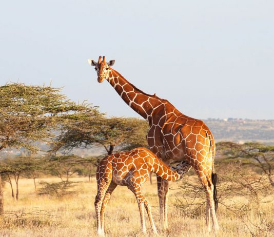 african safari kenya giraffe - Kruger National Park South Africa itinerary