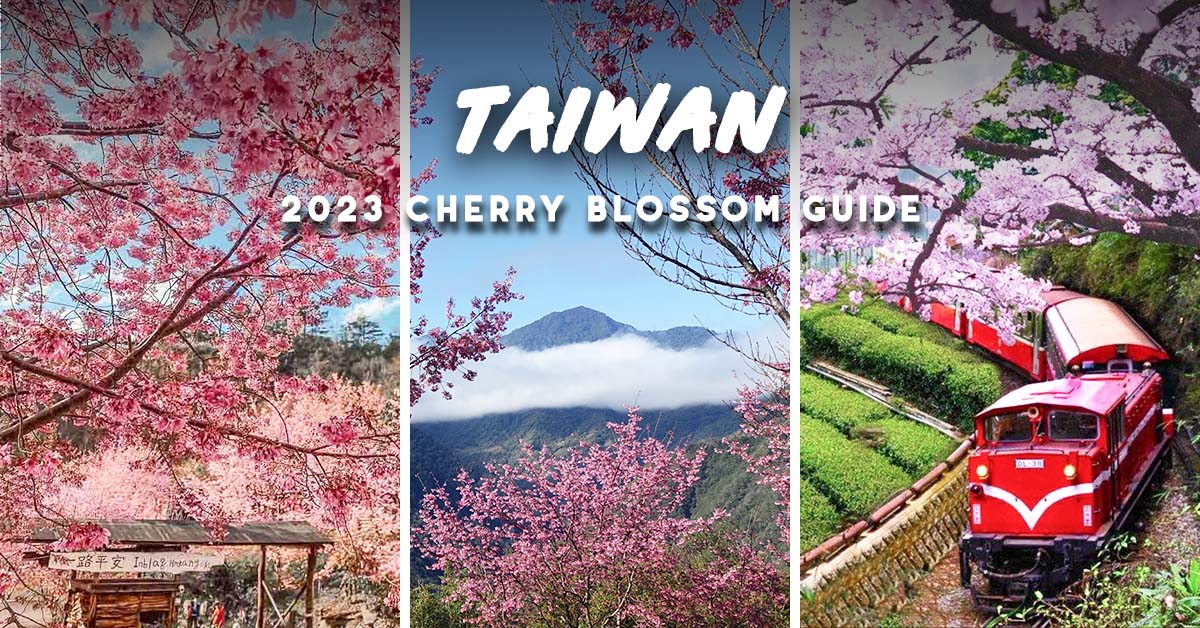 Ultimate Taiwan Spring Guide 2023 — Best Places to See Cherry Blossoms