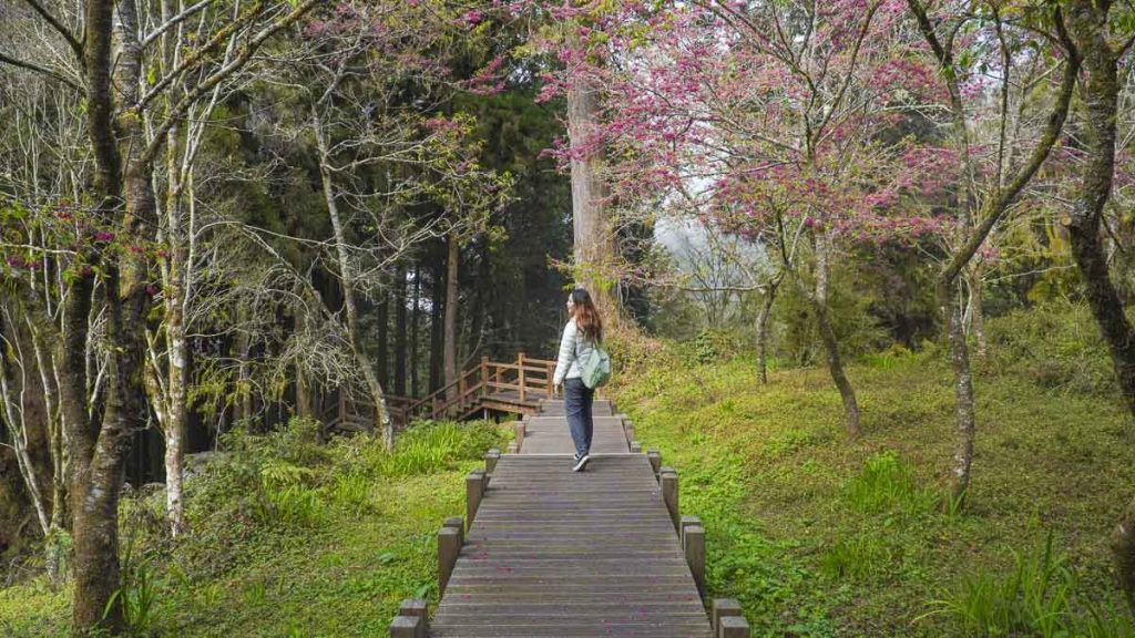 Girl in Alishan Forest - Taiwan High Speed Rail