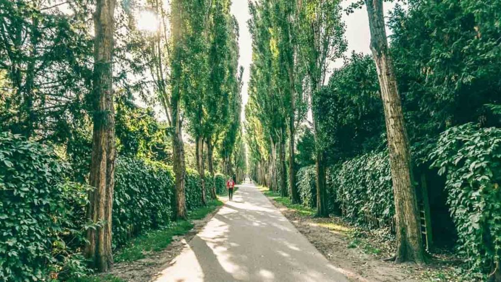 towering trees at Assistens Kirkegaade - Denmark Nørrebro