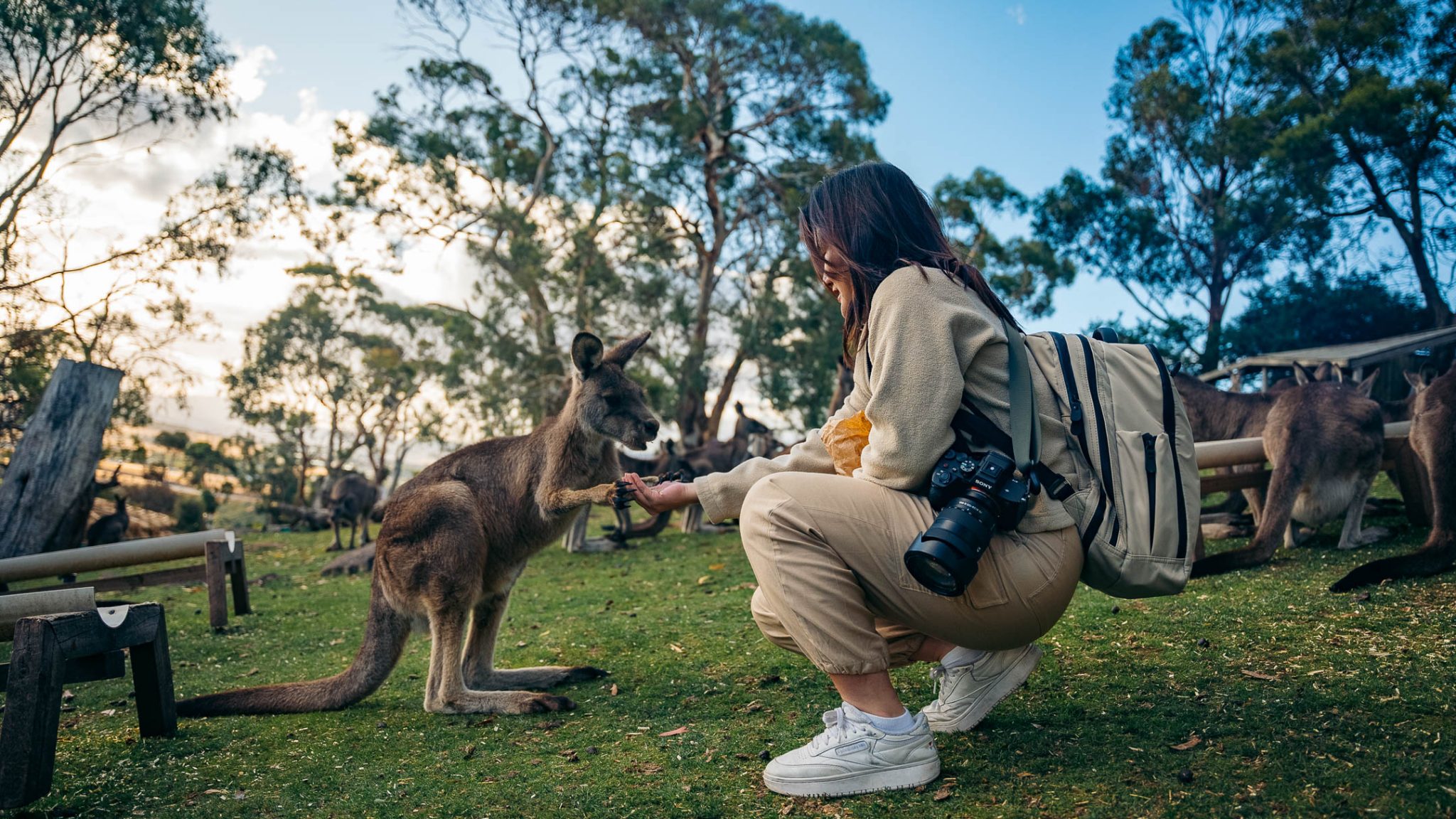 Feeding a Kangaroo at Bonorong