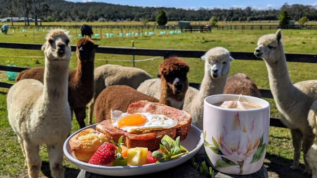 Iris Lodge Alpacas Day Trip from Sydney - New South Wales Itinerary