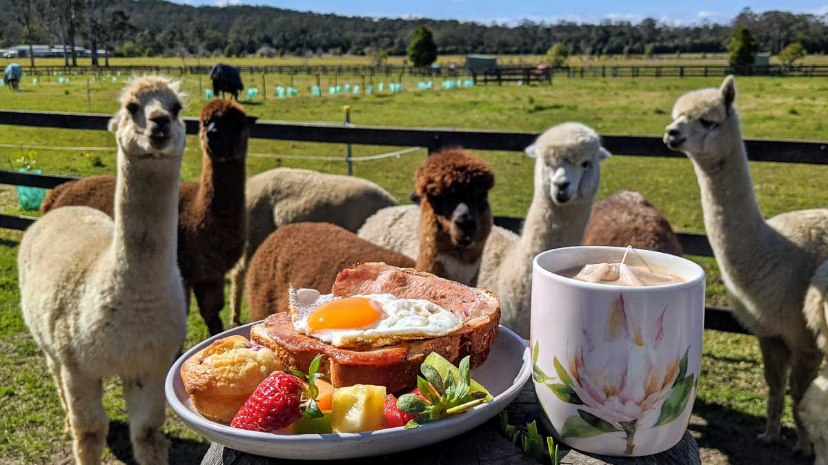 Breakfast-with-Alpacas-at-Iris-Lodge-Things-to-do-in-Sydney