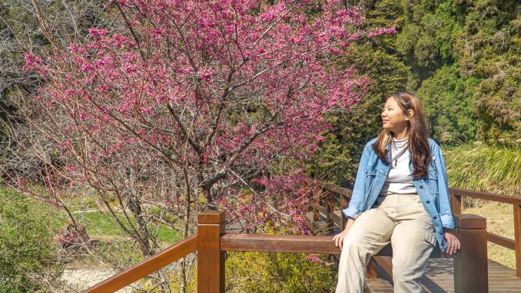 Girl Looking at Cherry Blossoms - things to do in alishan
