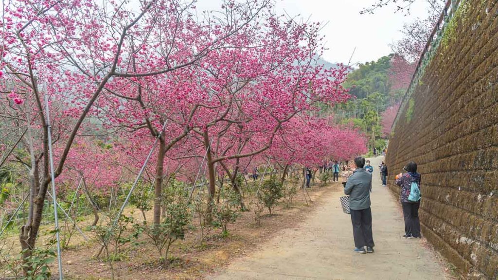 People Walking Along Cherry Blossom Park - Taiwan Itinerary