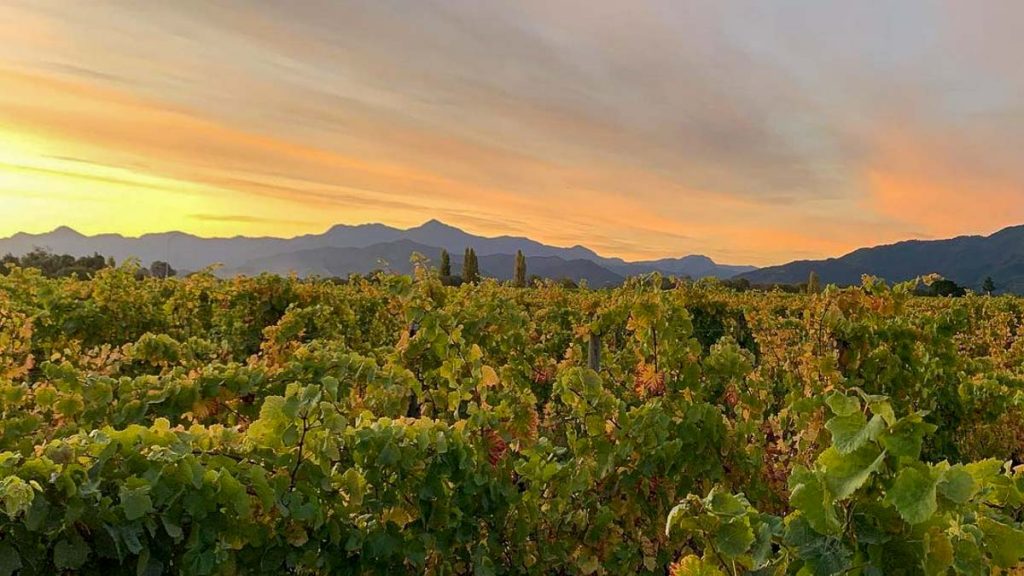 FROMM Winery Vineyard at sunset - New Zealand Off Peak