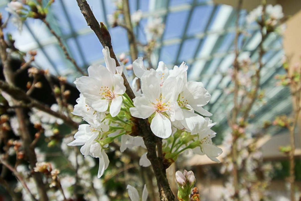 Gardens by the Bay sakura - Things to do in Singapore March 2023