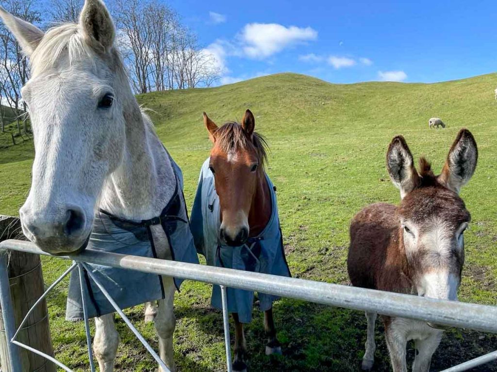 Horses at the Mahaanui Farmstay Experience - New Zealand Off-peak