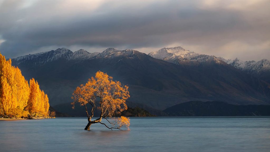 Iconic Wanaka Tree during autumn - New Zealand Off-peak Guide