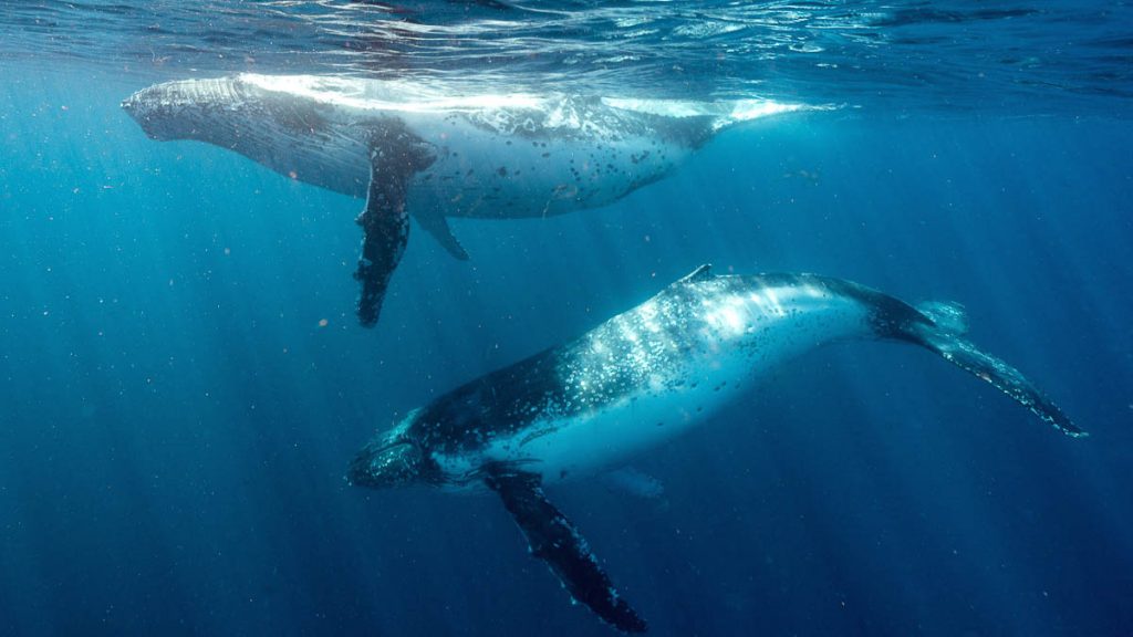 Jervis Bay Migrating Whales - Things to do in Sydney