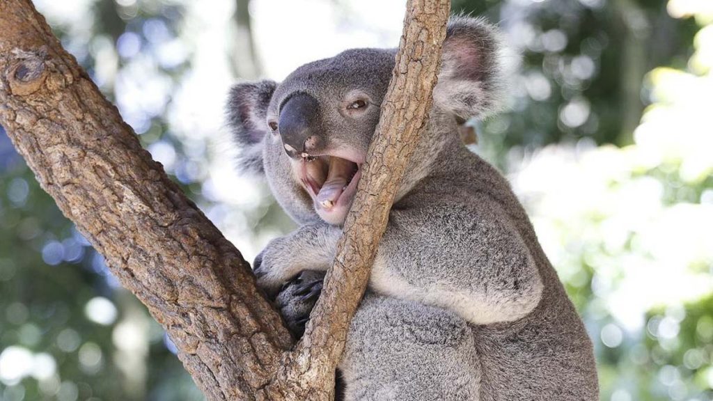 Australian Koala in Tree - Things to Do in Australia