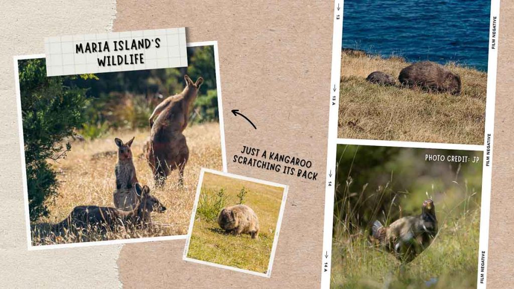 Maria Island Wildlife Wombats and Kangaroos - Tasmania Road Trip