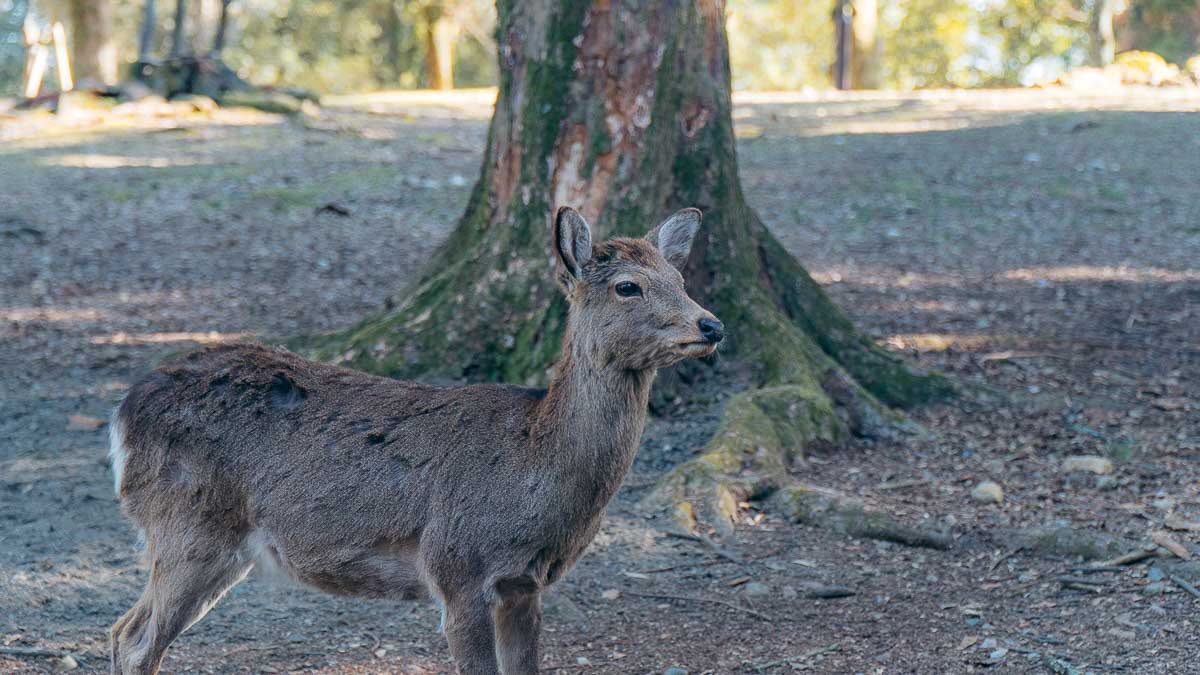 Nara Park Deer - Japan Itinerary
