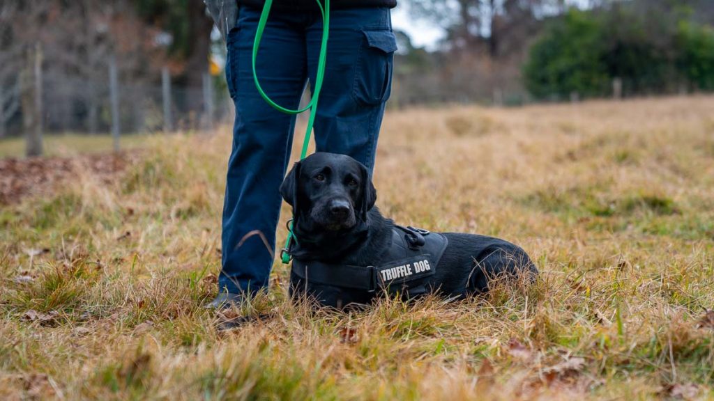 Robertson Truffles Truffle Hunting Dog - Things to do in Sydney