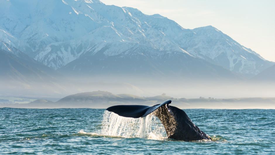 Sperm Whale in Kaikoura - New Zealand Off-peak Guide