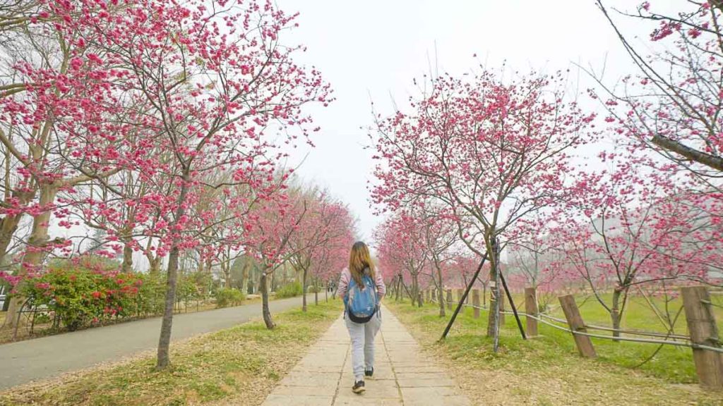 Girl at Wele Cherry Blossom Park - things to do in taiwan
