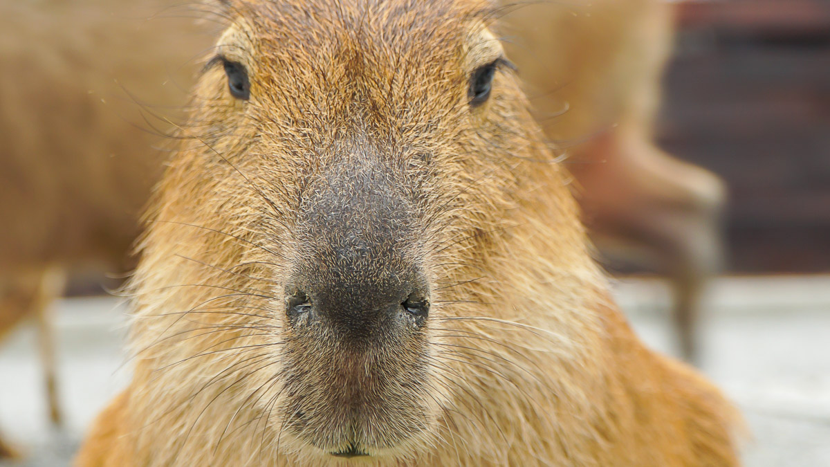 Taiwan Itinerary — Zhang Mei Ama's Farm Capybara